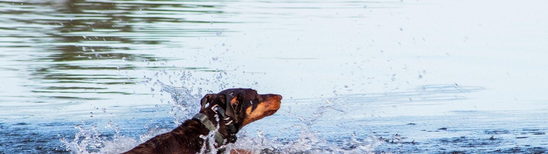 Camping mit hund hundestrand see