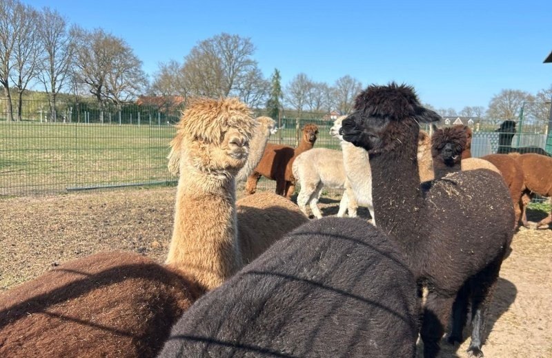 Emstal alpakas haren