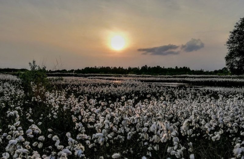 Naturpark Bourtanger Moor